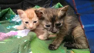 Mother Cat Who Lost Her Kitten Has Adopted Orphan Kittens And Feeding Them Milk