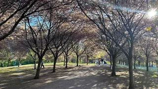 Sakura park in Helsinki, Finland May 2024 #ofw raw vlogs