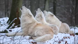 awesome arctic wolves howling