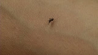 UF/IFAS Research - Mosquitoes and Disease Transmission