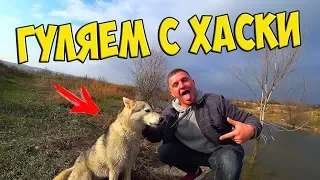 ГУЛЯЕМ С СОБАКОЙ ХАСКИ! НАШЛИ ОЗЕРО! VLOG / Виталий Зеленый