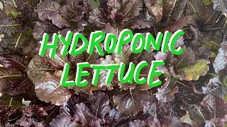 Hydroponic Lettuce - Seed to Harvest Speedrun