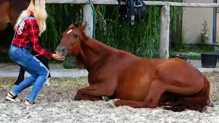 Работа с лошадью на свободе по методу EquiFlow