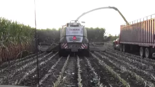 Claas 980 chopping big corn at Marshland Acres, Durand WI. Filmed by Lindstrom Equipment.