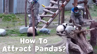 Nanny Get Panda Cubs’ Attention With A Milk Bowl | iPanda