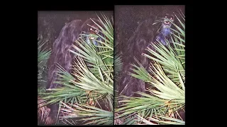 Myakka Skunk Ape BREAKDOWN.