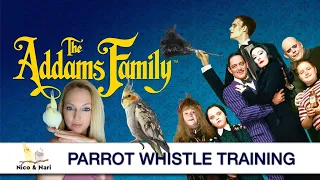 Addam's Family Theme, Parrot Whistle Training