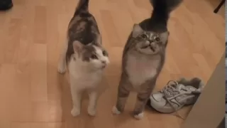 Kittens And Cats Meowing