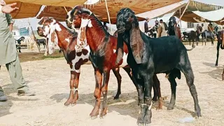 Bakra Mandi sahiwal ki update batel baredar Bakery 03124058010 Altaf goat farm