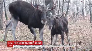 Комісія НАН внесла лося до Червоної книги України