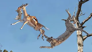 Impala Miraculously Escapes Jaws Of Leopard | The Hunt | Leopard Vs Antelope