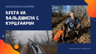 Охота на вальдшнепа с курцхааром! Woodcock hunting with shorthaired pointer!