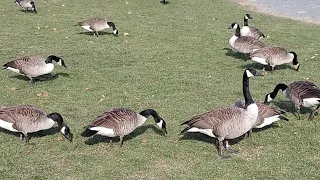 Canada geese foraging for corn, grass and then flying away