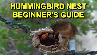Hummingbird Nest Ultimate Beginner's Guide