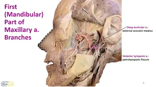 Infratemporal Fossa LO - Maxillary a.