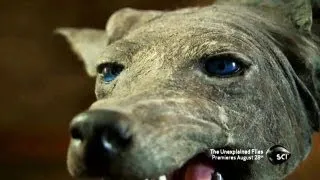 Texas Blue Dogs | The Unexplained Files