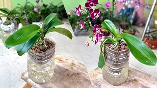 Growing Orchid In This Way The Plant Grows Very Fast And Blooms Abundantly Long