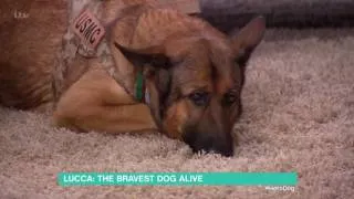 Lucca: The Bravest Dog Alive | This Morning