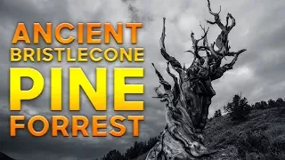 Visiting the Ancient Bristlecone Pine Forrest