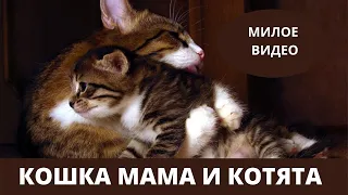 Кошка Мама и Котята. Про Кошек и Котят. Радость Материнства