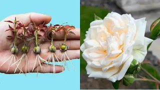 The method of growing roses from buds the whole world does not know | Growing Roses from flower buds