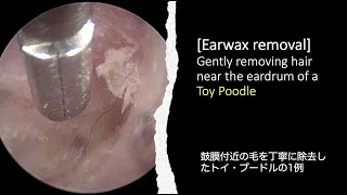 Gently removing hair near the eardrum of a Toy Poodle [Ear wax removal]