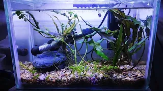 NANO ACUARIO PLANTADO con CORYDORAS.