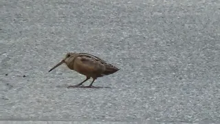 Woodcock dances to Stayin Alive