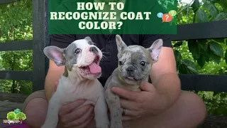 How to Recognize French Bulldog/Frenchton Coat Color?