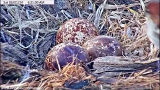 Days At Dunrovin Osprey Cam 2024 ~ Swoop Leaves The Eggs Unattended, June 01, 2024