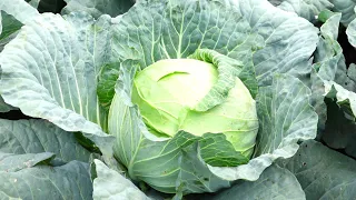 How To Became a Millionaire by Planting ''CABBAGE''  On Small Scale In Uganda