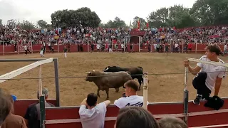 Entrada a la plaza de toros en el encierro del día 9 de septiembre Fiestas Hoyo 2023