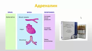Савченко М.И. «Острые реакции на введение йодсодержащих контрастных препаратов»