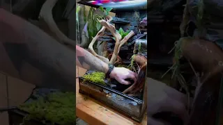 DIY Australian Tree Frog Terrarium Setup - ReptiZoo