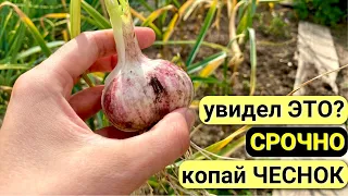 Срочно УБИРАЕМ ЧЕСНОК! Основные ПРИЗНАКИ, что чеснок ПОРА КОПАТЬ!