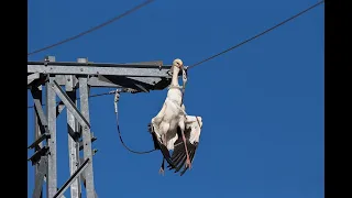 Animals Being Electrocuted by Power Lines (প্রাণীদের ইলেকট্রিক এক্সিডেন্ট)