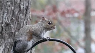 The Cutest Flying Rodent | Super Squirrel | Animals | Fitur Alam