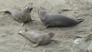 Elephant seals in mock fight