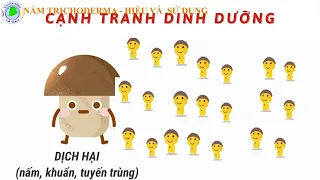 Nấm trichoderma   hiểu và sử dụng