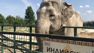 Слон не понял юмора: что за четвертинки яблока?) Тайган The elephant receives a treat. Taigan