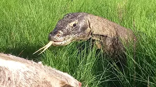 Animal documentary : See a Komodo dragon eating big goat