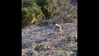 JL Bar Trophy Hunting Awaits! #Whitetail #Axis #Exotics #TheJLBar #TrophyHunts #PureWestTexas