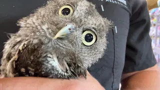 How to Catch and Cook Baby Owl