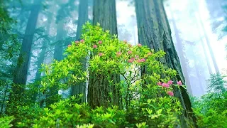 Relaxing Music for Stress Relief. Calming Music for Meditation, Healing Therapy, Spa, Sleep