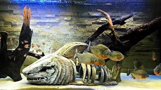 What happens if you throw living fish to piranhas