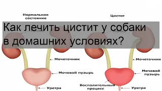 Как лечить цистит у собаки в домашних условиях?