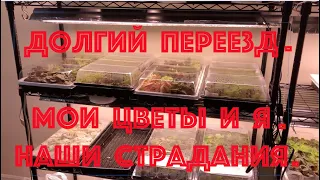 Долгий переезд. Мои цветы и я. Наши страдания.