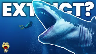 Top 10 Reasons The Megalodon Still Exists