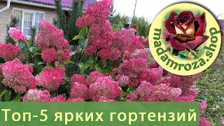 Топ-5 самых ярких метельчатых гортензий