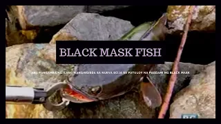 Isdang snakehead o 'black mask,' umuubos ng tilapia sa Pantabangan Dam | Born to Be Wild